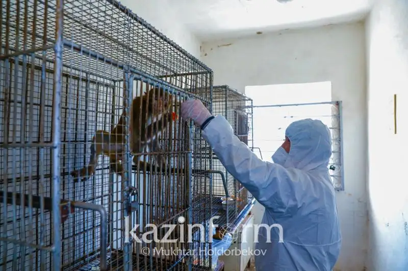 Koronavırýs: Qazaqstandyq ǵalymdar janýarlarǵa arnalǵan vaktsına jasaıdy