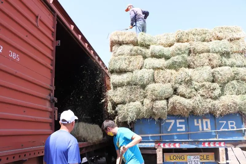Четыре вагона сена отправили из Туркестанской области мангистауским фермерам