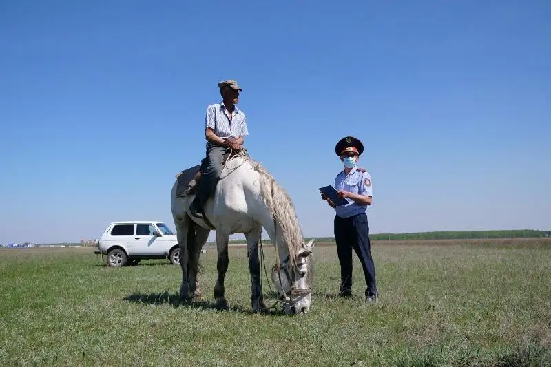 Полгода искали угнанный табун лошадей оперативники СКО