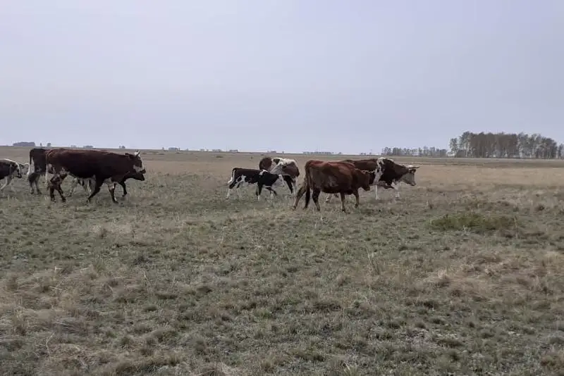 В Павлодарской области водворено на штрафстоянки 3016 голов бесхозного скота