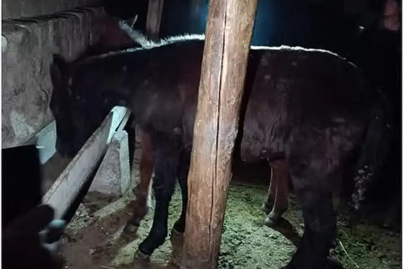 Almaty oblysynda 4 jyl buryn bir úıir jylqy urlaǵan barymtashy ustaldy