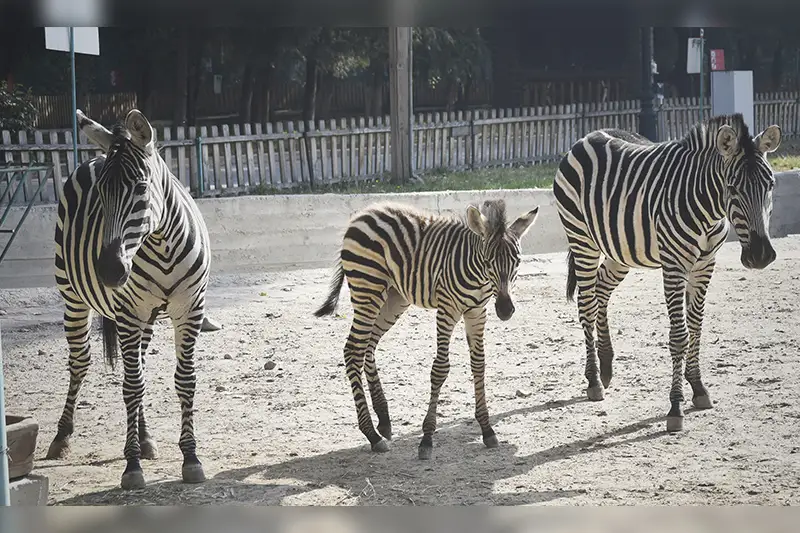Золотая осень и пополнение в семье зебр - что нового у обитателей Алматинского зоопарка