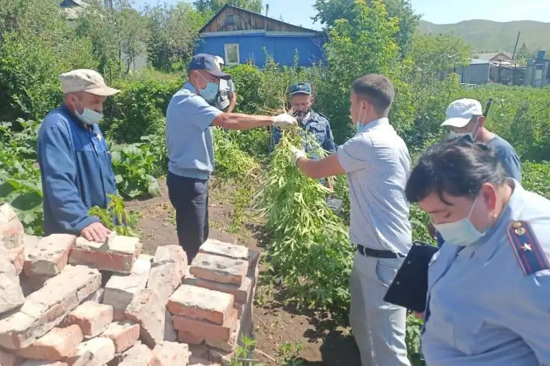 Житель ВКО выращивал в огороде марихуану