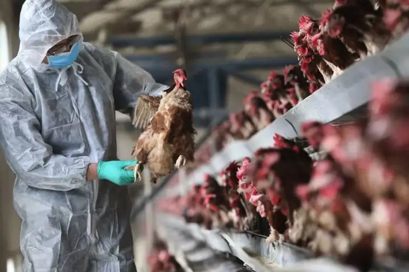 Все поголовье уничтожат в очаге птичьего гриппа в СКО
