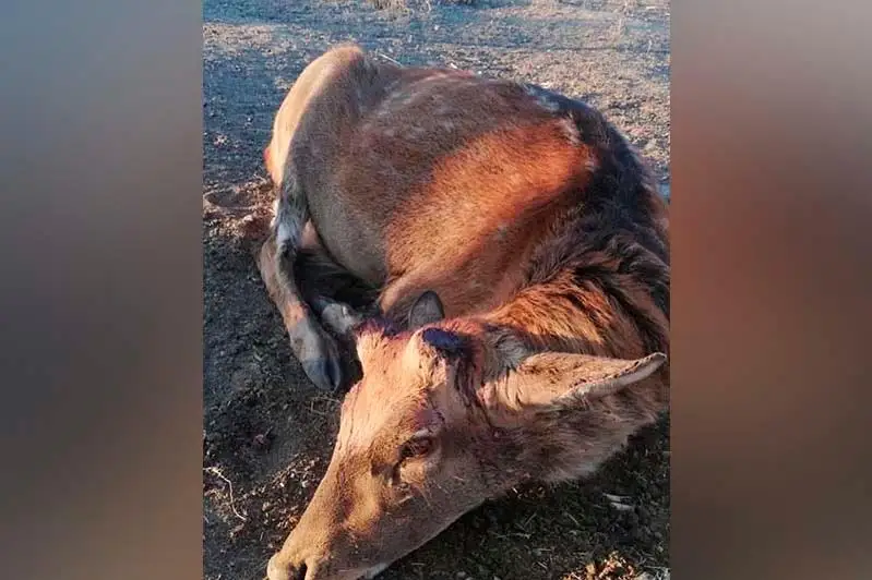 Скандал в карагандинском зоопарке: ветеринарного врача уволили