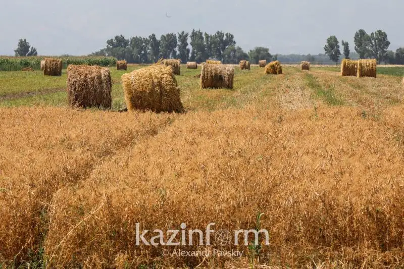 23,2 млн тонн сена для зимовки скота заготовили в Казахстане