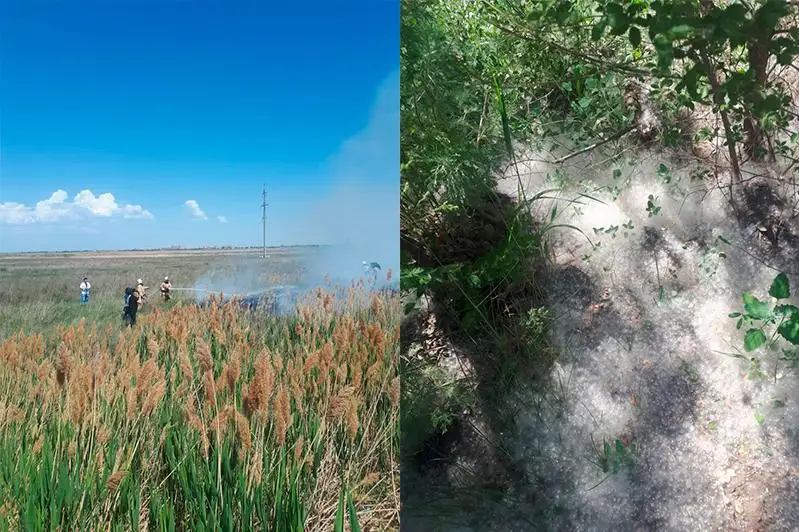 Как столичные пожарные борются с возгоранием сухой растительности