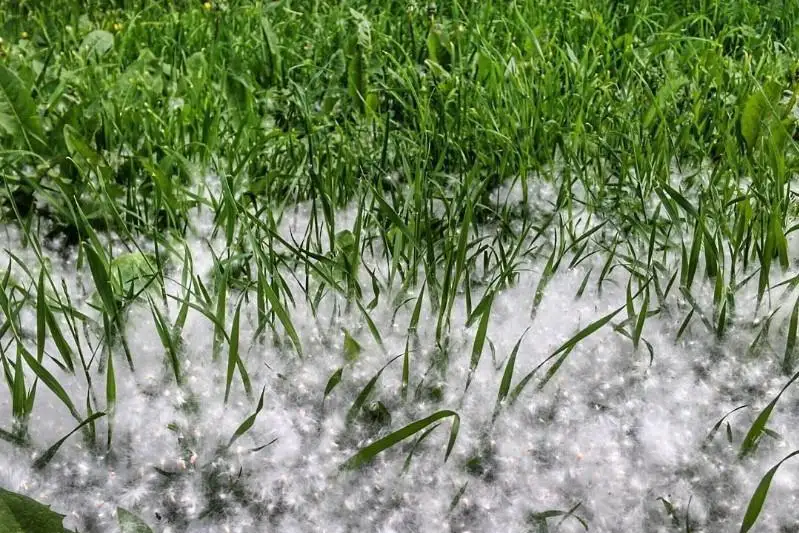 Из-за горевшего тополиного пуха павлодарские пожарные выезжали 9 раз