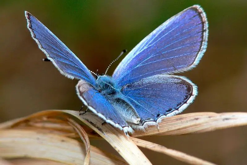 Самых интересных особей ловят в холодное время года - павлодарские ученые о бабочках
