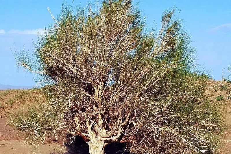Один куст саксаула удерживает 4 тонны песка - как в Жамбылской области борются с опустыниванием