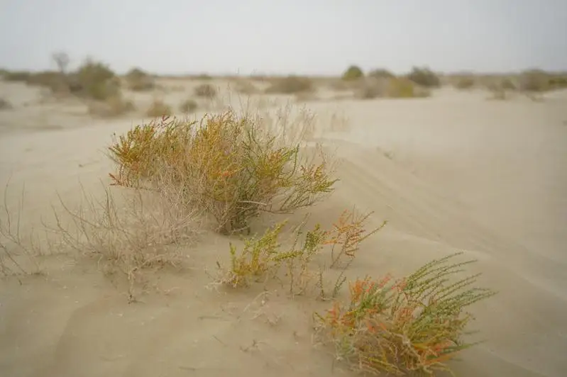 Приживаемость саксаула на дне Аральского моря не выше 20-25% –  Алия Шалабекова