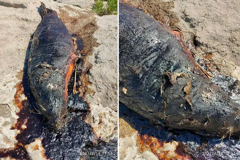 Рыбинспекторы исследовали обнаруженного на берегу Каспия мертвого тюленя