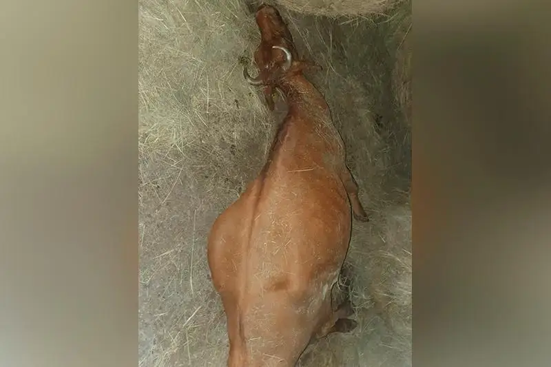 Пропавшую корову нашли через сутки под завалами сена в Павлодарской области