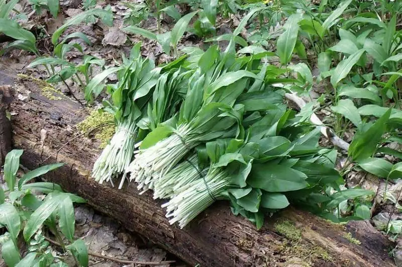 За срыв краснокнижного лука наказаны трое жителей ВКО