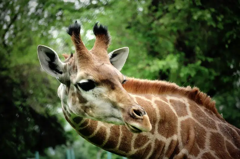 Как живут слоны и жирафы в Алматинском зоопарке