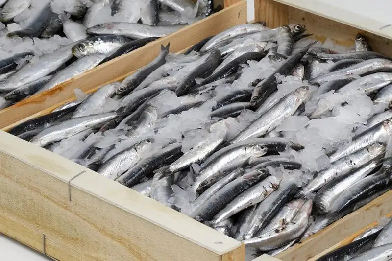 Минэкологии опровергло информацию о снижении производства рыбной продукции в 2021 году