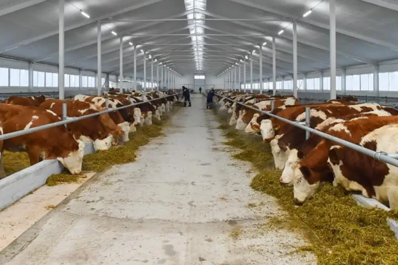 В Акмолинской области будет запущена новая молочная ферма