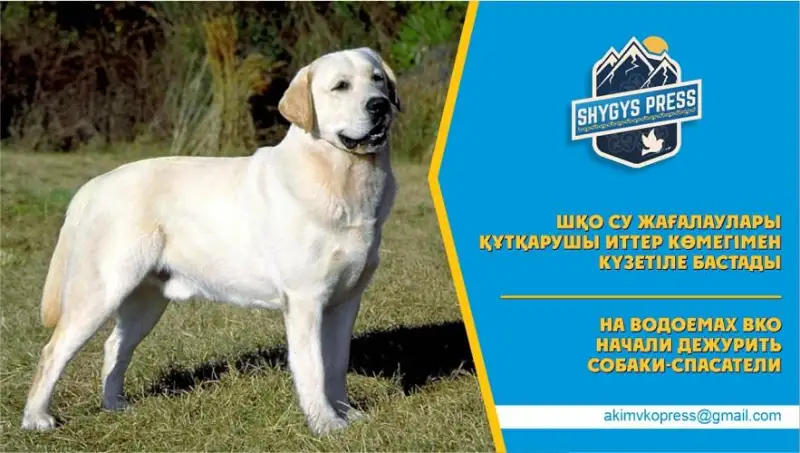 Собаки-спасатели теперь дежурят на водоемах ВКО