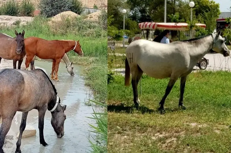 «Нашествие» лошадей: животные объедают листву деревьев в Актау