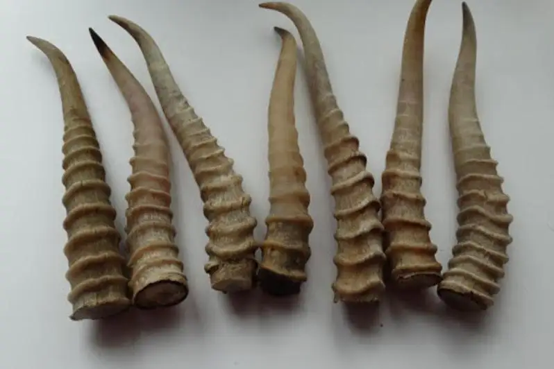 Браконьера осудили за продажу рогов сайги в Туркестанской области