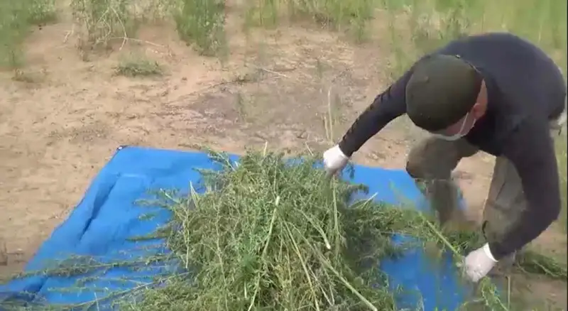 Jambyl oblysy turǵynynan 1 tonnaǵa jýyq esirtki tárkilendi