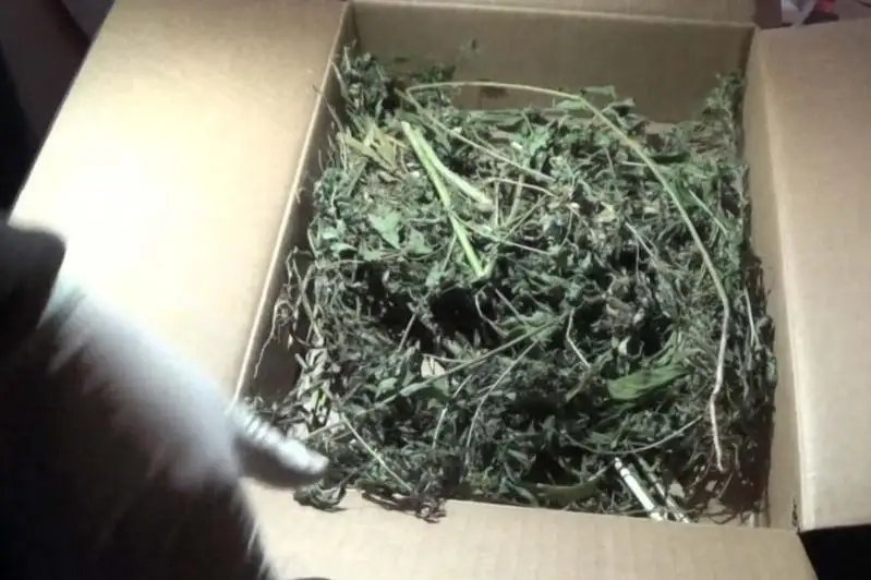 Два килограмма марихуаны изъяли у семейчанина полицейские