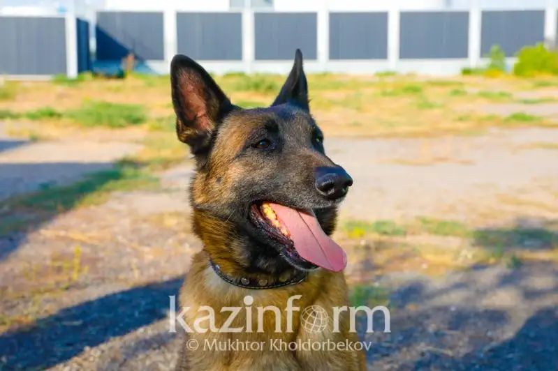 Сангвиники и холерики: какие собаки обеспечивают безопасность пассажиров в аэропорту