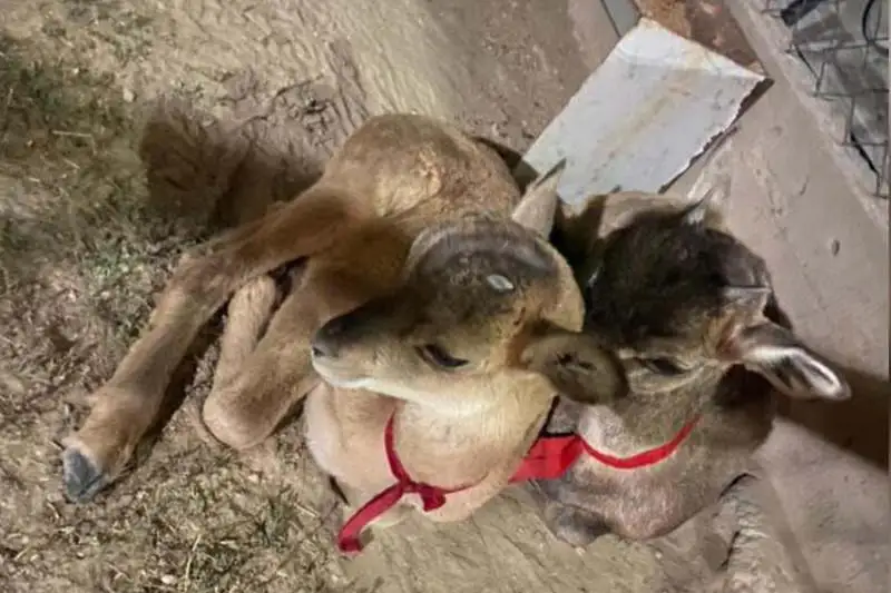 Ягнят краснокнижного архара изъяли у сельчанина в Кентау