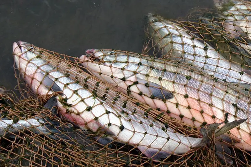 Почти семь тонн незаконно добытой рыбы изъято в Алматинской области