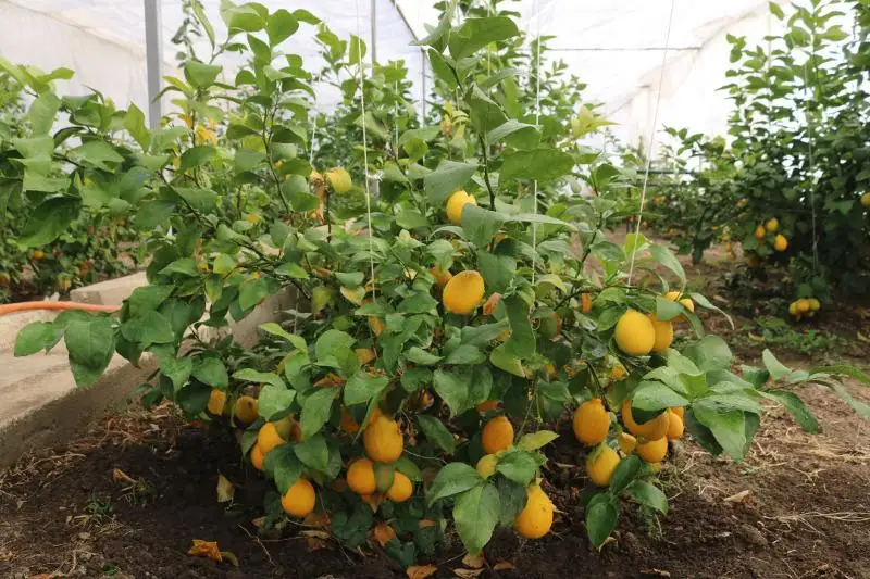 Урожаи лимона собирают жамбылские студенты