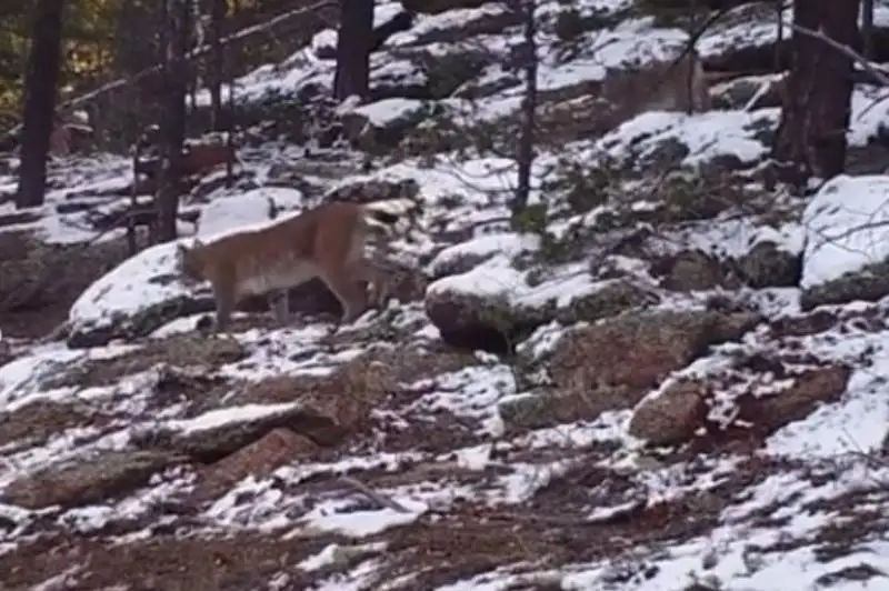 Рысь вывела детенышей на прогулку в Бурабае