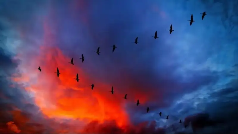 قۋانىش ءىلياس. ارقادان ۇشقان التى قاز -  ەلەگيا