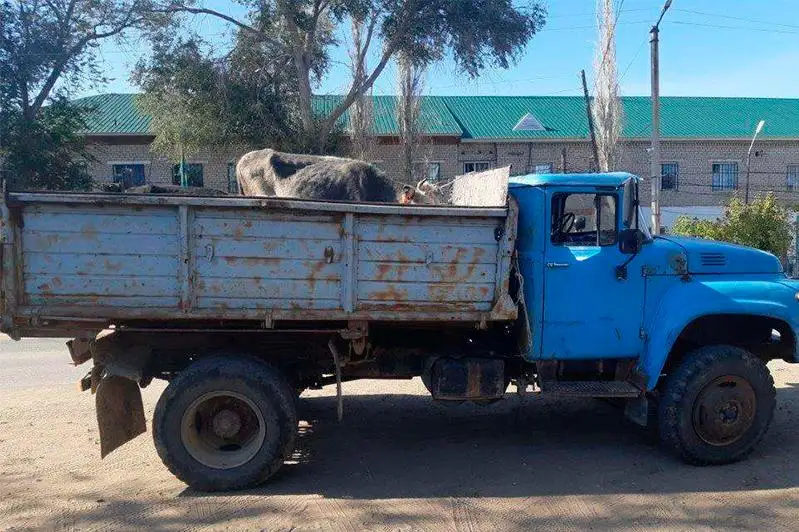 176 бесхозно пасущихся животных водворены в спецзагоны Актюбинской области