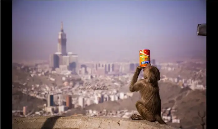 Жара не щадит никого