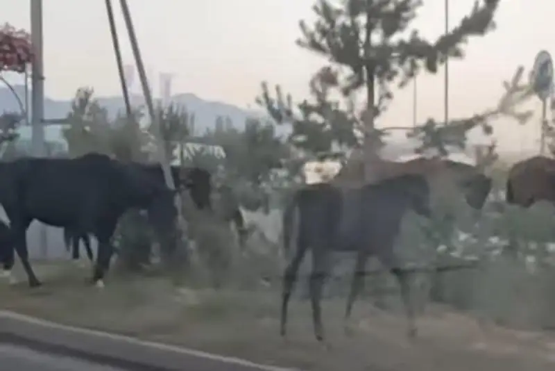 Стадо лошадей разгуливало по проспекту Аль-Фараби в Алматы: хозяев наказали