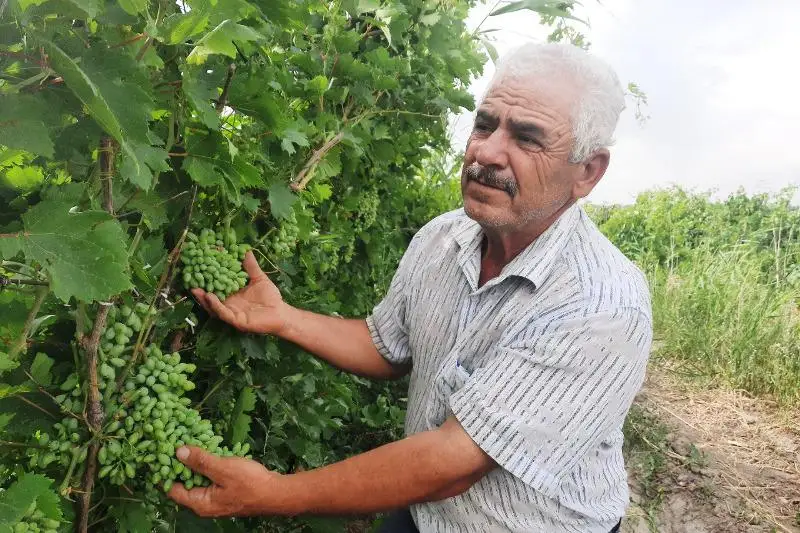36 сортов яблок и 30 сортов винограда выращивает жамбылский садовод