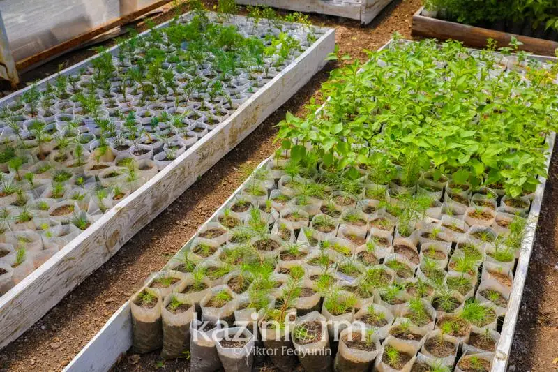 Посадка двух млрд деревьев по Казахстану: как выращивают саженцы и ухаживают за ними