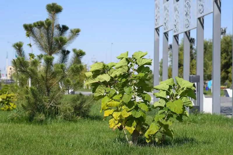 «Зеленый пояс» Туркестана увеличился в два раза