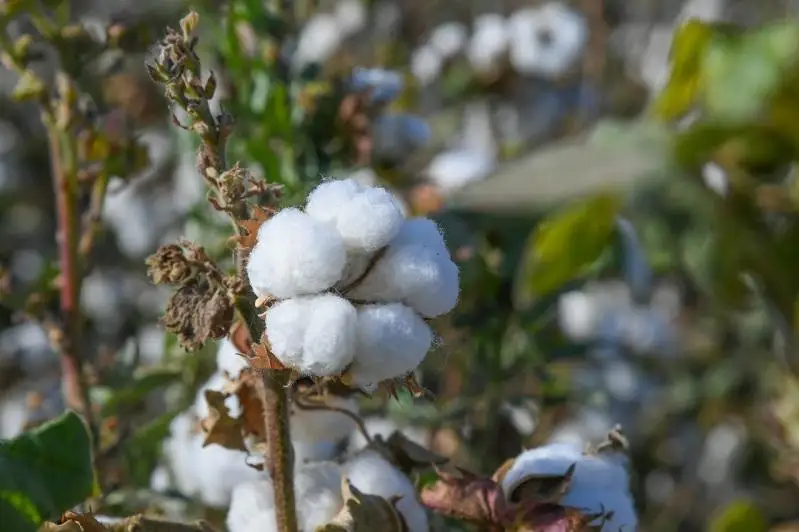 Туркестанцы поставляют хлопок по 300 тысяч тенге за тонну