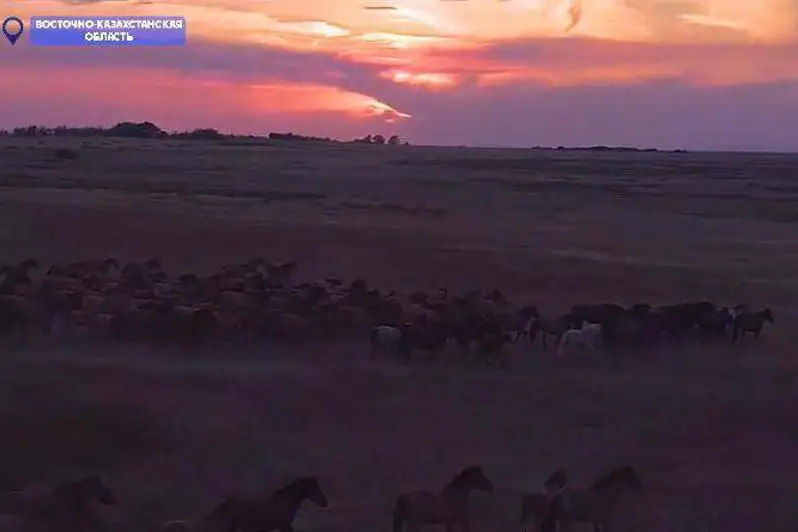 Похищенных лошадей на 60 миллионов тенге нашли с помощью GPS в ВКО