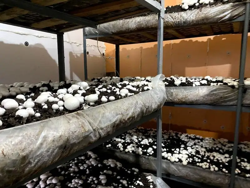 Грибную ферму на грант акима открыла жительница Темиртау