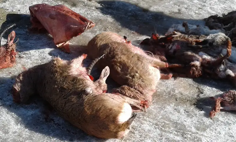 Қызылордада қарақұйрық аулаған браконьерлер қолға түсті