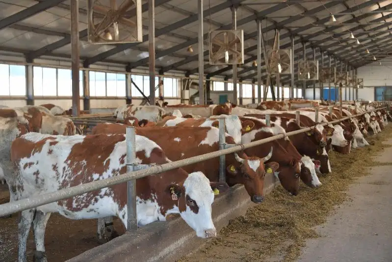 Восемь животноводческих предприятий ввели в Павлодарской области с начала года