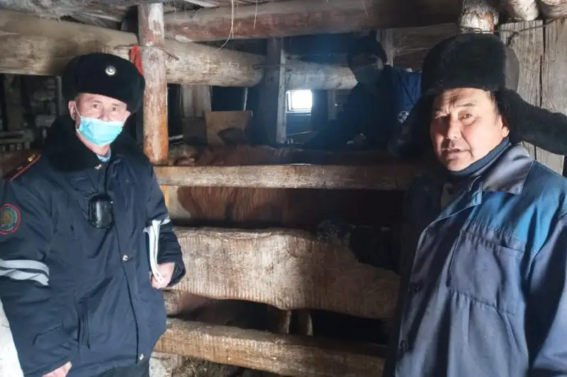 Полиция и ветеринары в Павлодарской области чипируют скот