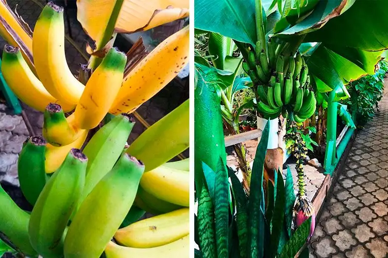 Урожай бананов собрали в ботаническом саду в Петропавловске