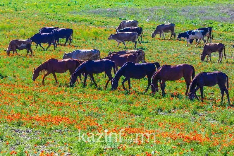 Названо количество погибшего скота в Мангистауской области