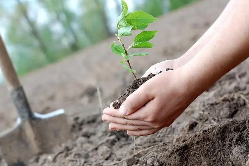 16% высаженных деревьев в Алматы не прижились