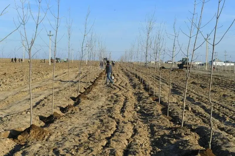 Túrkistan oblysynda 170 mln túp aǵash otyrǵyzylmaq