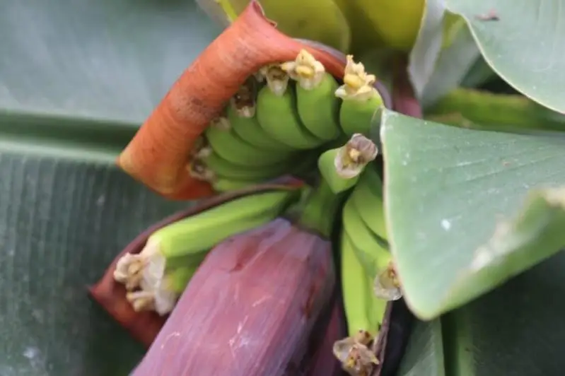 Бананы, лимоны и гранаты выращивают школьники в ВКО