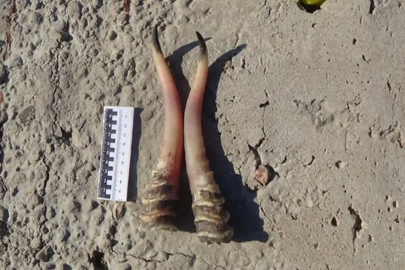 Рога сайги обнаружили в Аркалыке